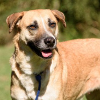 Support Project Dog based in Durban